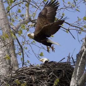 Eagle takes flight over nest.