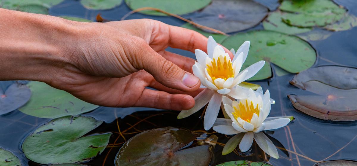 Hand touching a lotus flower in a pool