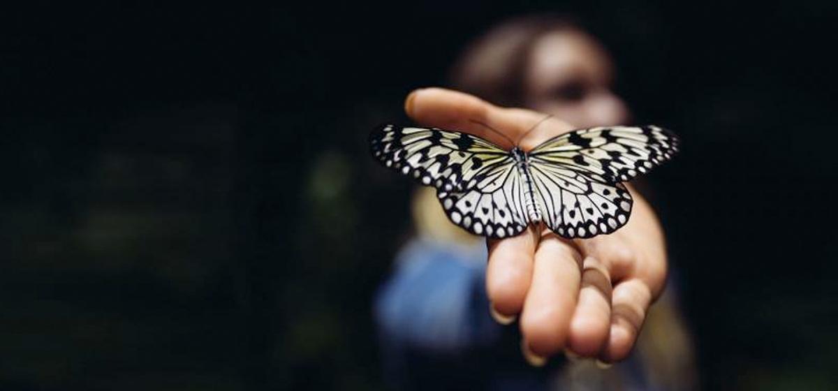 Hand holding a butterfly