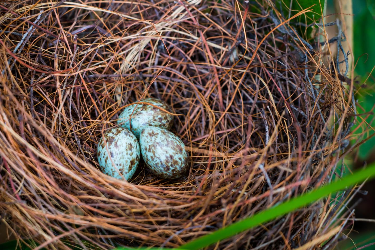 bird's nest with 3 brown-speckled blue eggs