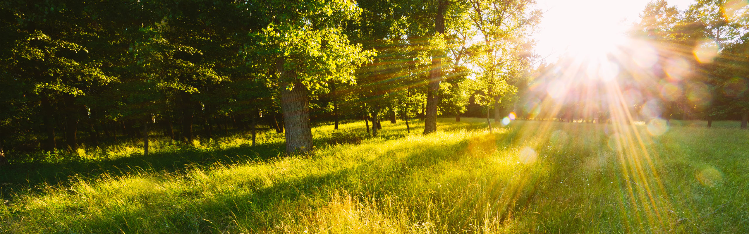 Sunlight streaming through a lush green forest, symbolizing peace, renewal, and natural energy—ideal setting for energy healing workshops and retreats.