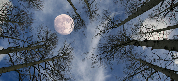 Looking up in a forest at full moon behind the trees