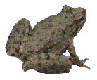 Northern Cricket Frog