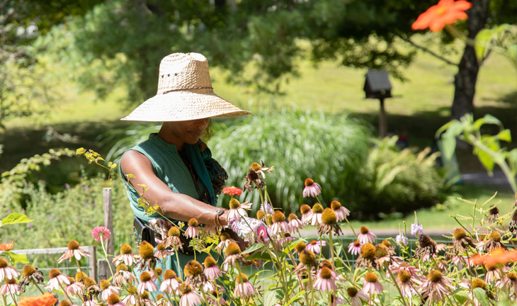 Woman in big hat picks echinacea