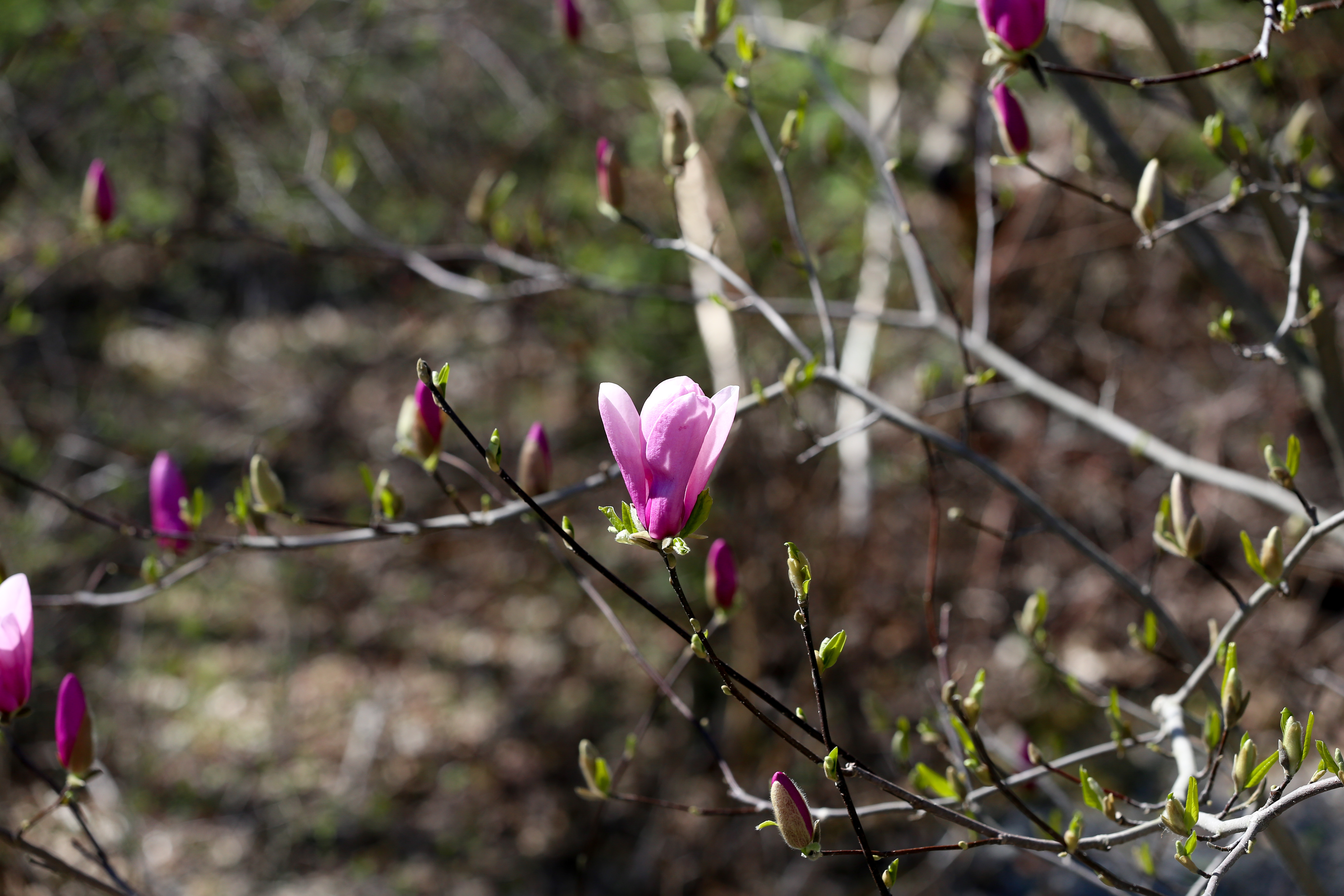 Spring flowers