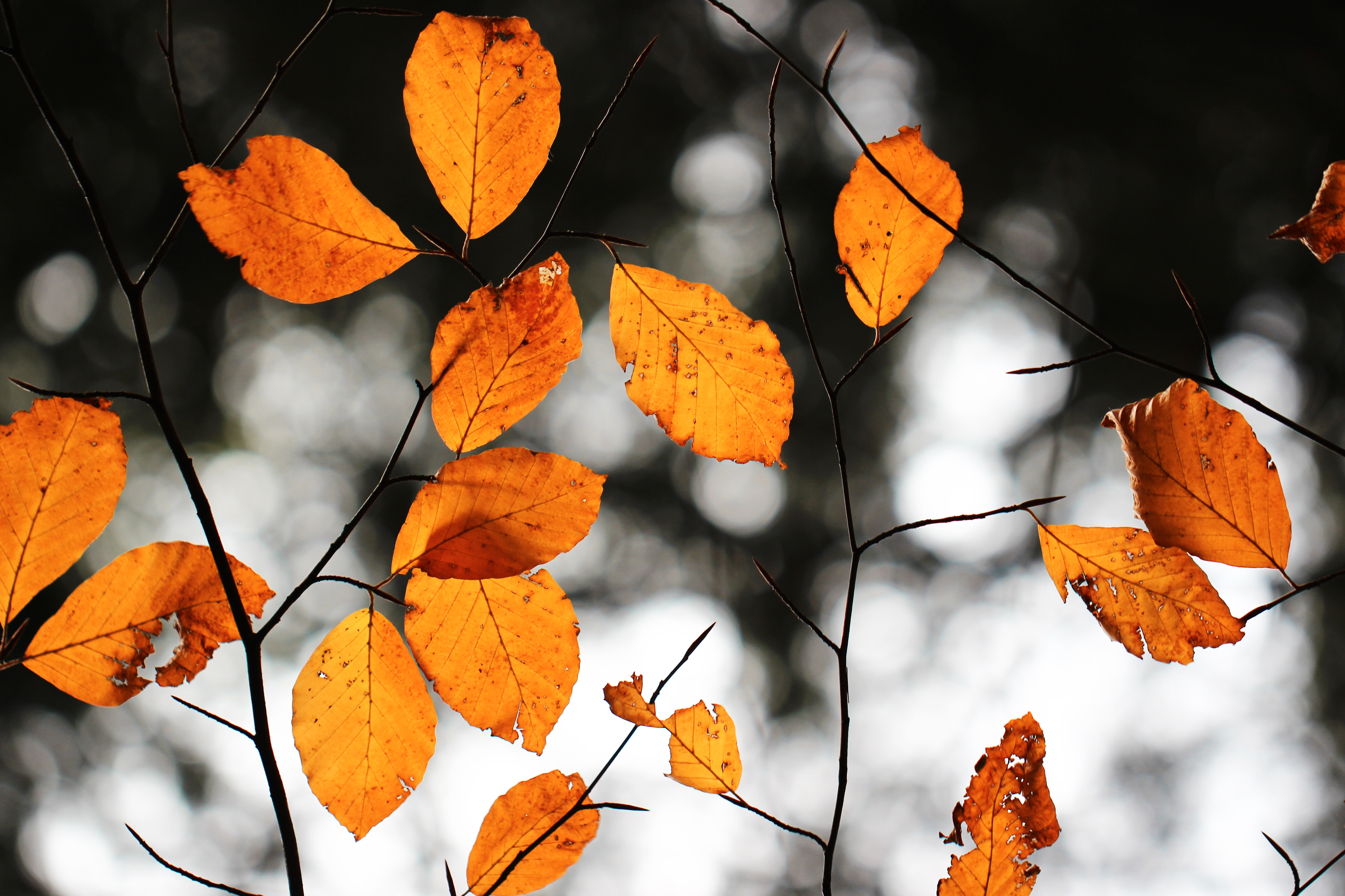 golden leaves on branch