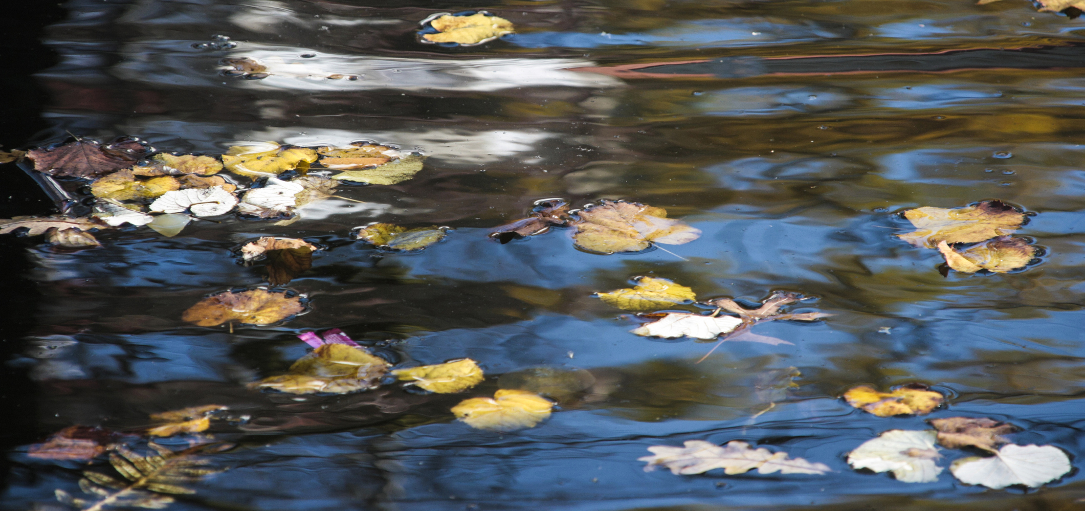 Leaves floating and reflecting on water