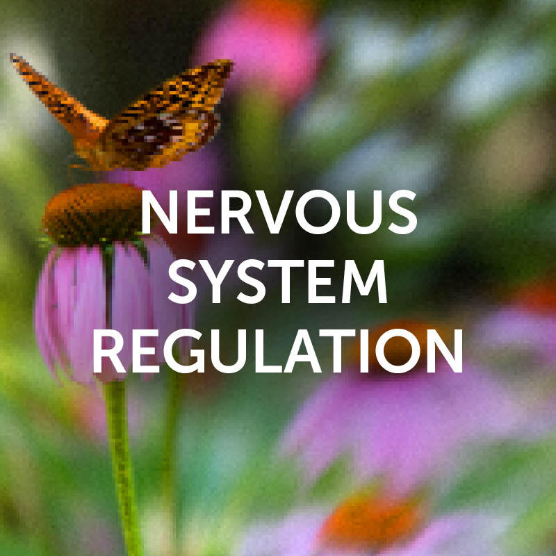 Nervouse System Regulation