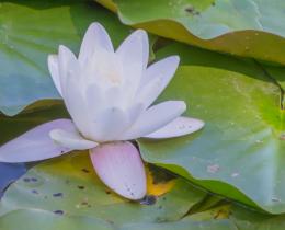 Serene white water lily floating on a pond among green lily pads, symbolizing spiritual connection, intuition, and the essence of mediumship.