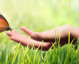 Butterfly landing on an open hand in a field, symbolizing mindfulness and emotional freedom.