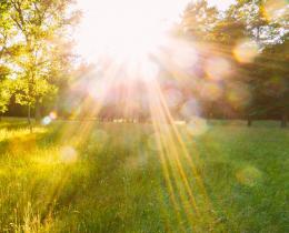 Sunlight streaming through a lush green forest, symbolizing peace, renewal, and natural energy—ideal setting for energy healing workshops and retreats.