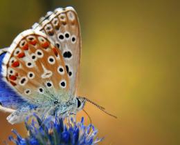 Close-up of a vibrant blue and brown butterfly perched on a purple wildflower, symbolizing mindfulness, compassion, and natural healing for mind and body wellness.