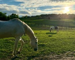 Horses at 13 Hands Equine Sanctuary