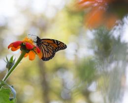 closeup of orange butterfly on orange flower