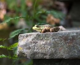 Cute frog on rock.  Might hop later