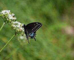 black and blue butterfly on Queen Ann's lace