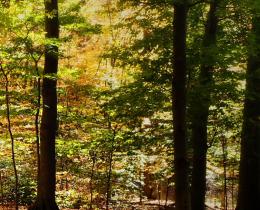 Forest bath_fall_1200x420