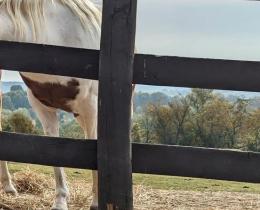 Woman in a cowboy hat sitting by a fence feeding a horse, symbolizing mindfulness, connection, and lessons from observing horses about creating space in life.
