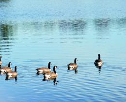Geese glide peacefully across Long Pond at Omega Institute, reflecting the calm, mindful presence taught by Pema Chödrön in “Showing Up for Your Life.”