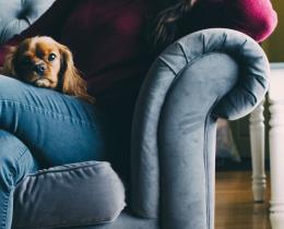 person watching a movie on the couch with their dog