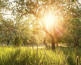Light through the trees in an orchard