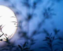 Full moon glowing behind silhouetted branches symbolizing grandmotherhood, wisdom, and life transitions