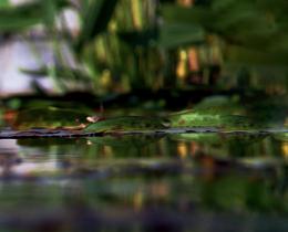 Lotus flower floating in a pool