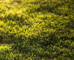Person standing barefoot on sunlit grass, symbolizing grounding, mindfulness, and calming the nervous system.