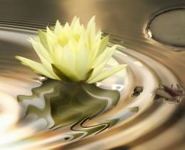 Water lily on rippling water representing calm, relaxation, and nervous system regulation.