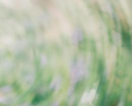Calming scene of butterfly in garden