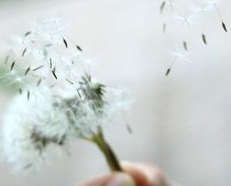 Dandelion seeds blowing in the wind