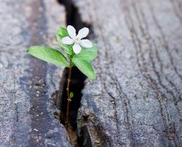 Flower growing out of a crack