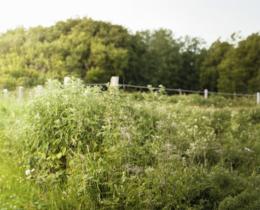 Woman walking along a pathway in nature, creating her future.