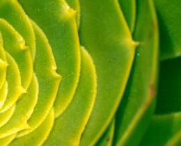 Sacred geometry in the leaves of a succulent plant