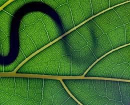Shadow of snake on a leaf, an omen of a change to come