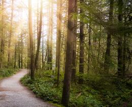 Path through the woods, symbolizing one's spiritual and psychological journey