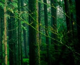 Lush green forest