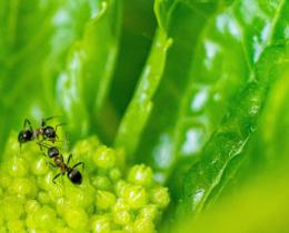 Two ants inside a flower