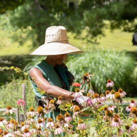 Woman in big hat picks echinacea