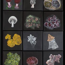 Lois Guarino painting of assorted mushrooms and fungal fruiting bodies