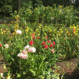 Omega's flower gardens in full bloom.