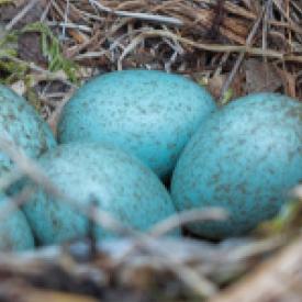 Robin eggs in nest.