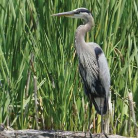 Great Blue Heron stalks the wetlands