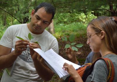 Closely examining leaves