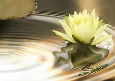 Water lily on rippling water representing calm, relaxation, and nervous system regulation.