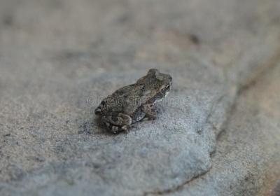 northern cricket frog 2