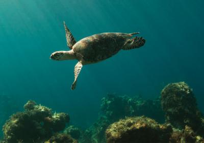 Sea Turtle