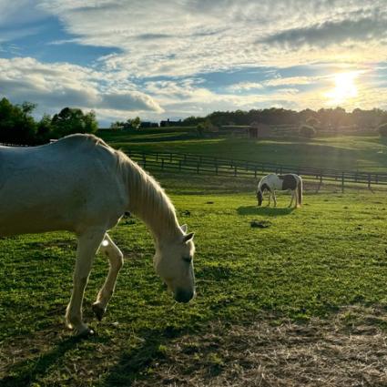 Horses at 13 Hands Equine Sanctuary