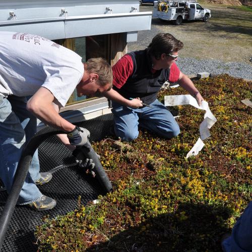 Planting the Green Roof
