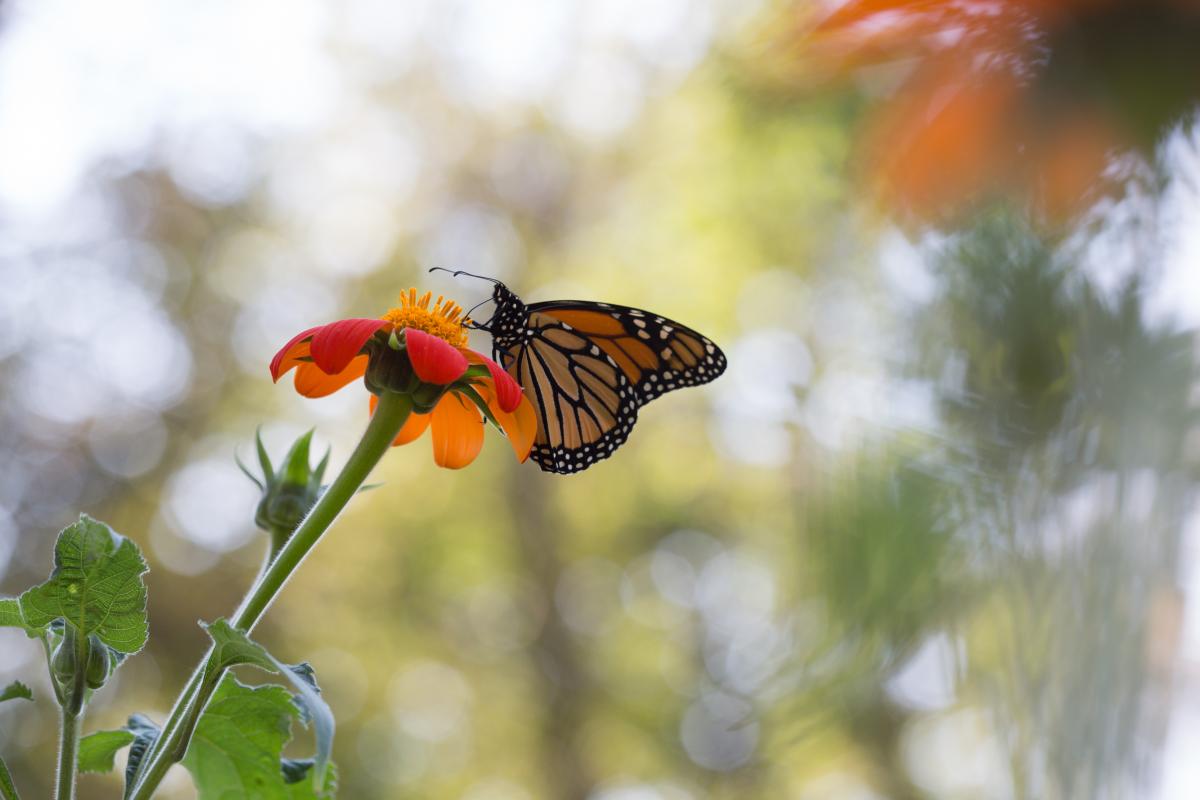 closeup of orange butterfly on orange flower